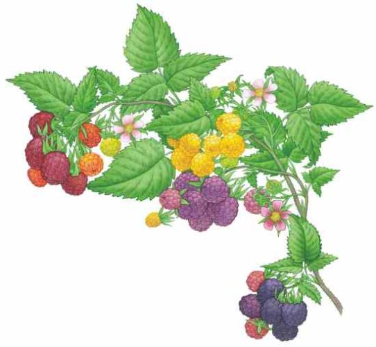 All About Growing Raspberries